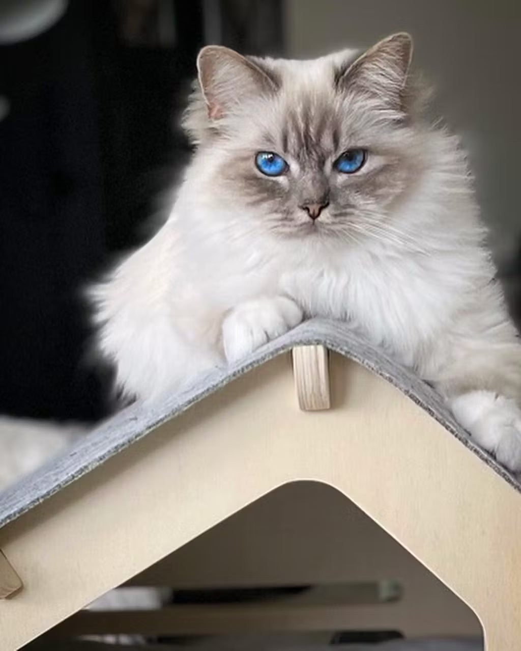 Wooden Pet House - New Design, Compact with Carpet Roof & Cushion